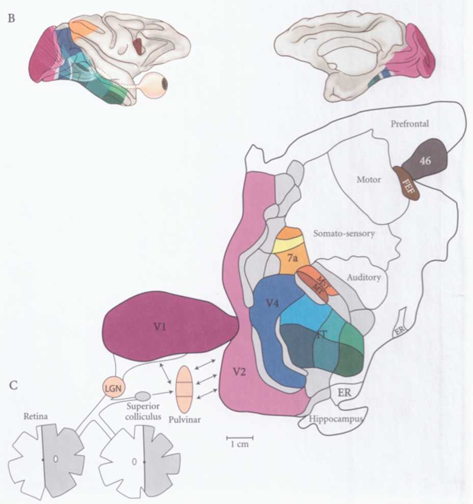 A Lateral left and medial right view of the human brain B Two similar - photo 3